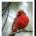 Scarlet Cardinal Beauty - ID: 15883319 © Deb. Hayes Zimmerman