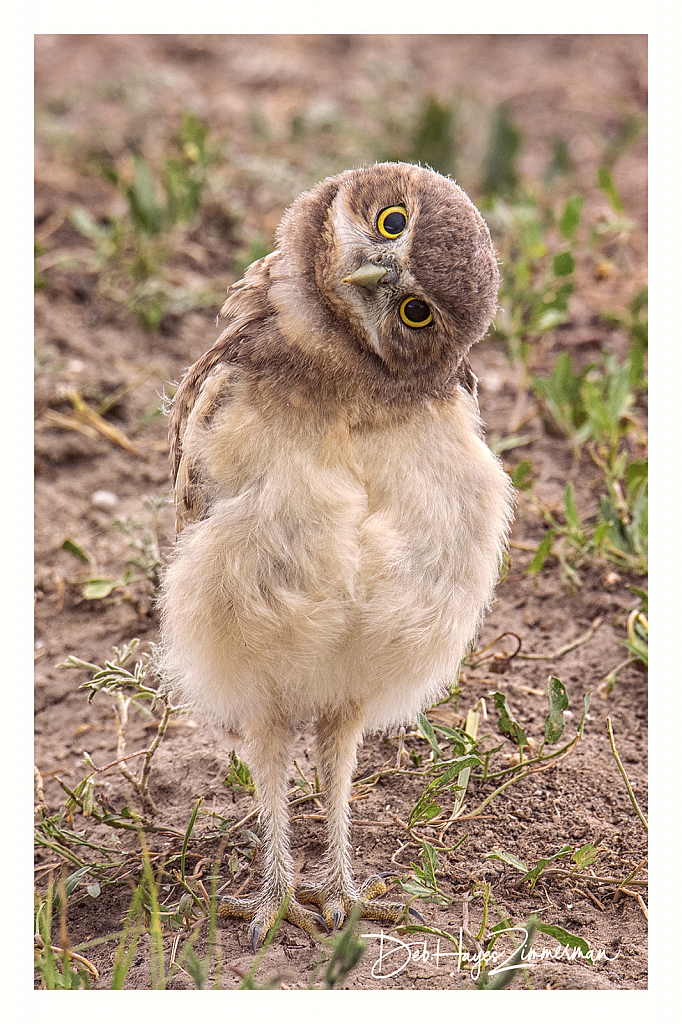 What are You?-Baby Burrowing Owl - ID: 15883336 © Deb. Hayes Zimmerman