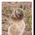 © Deb. Hayes Zimmerman PhotoID# 15883336: What are You?-Baby Burrowing Owl