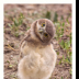 What are You?-Baby Burrowing Owl - ID: 15883336 © Deb. Hayes Zimmerman