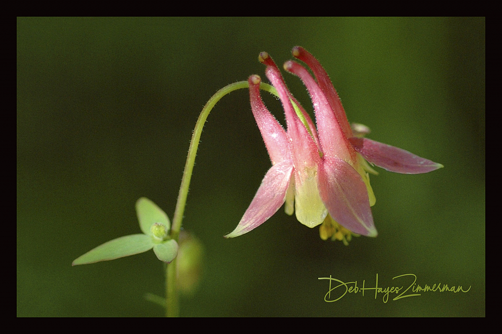 Wild Columbine in the Spotlight - ID: 15883337 © Deb. Hayes Zimmerman