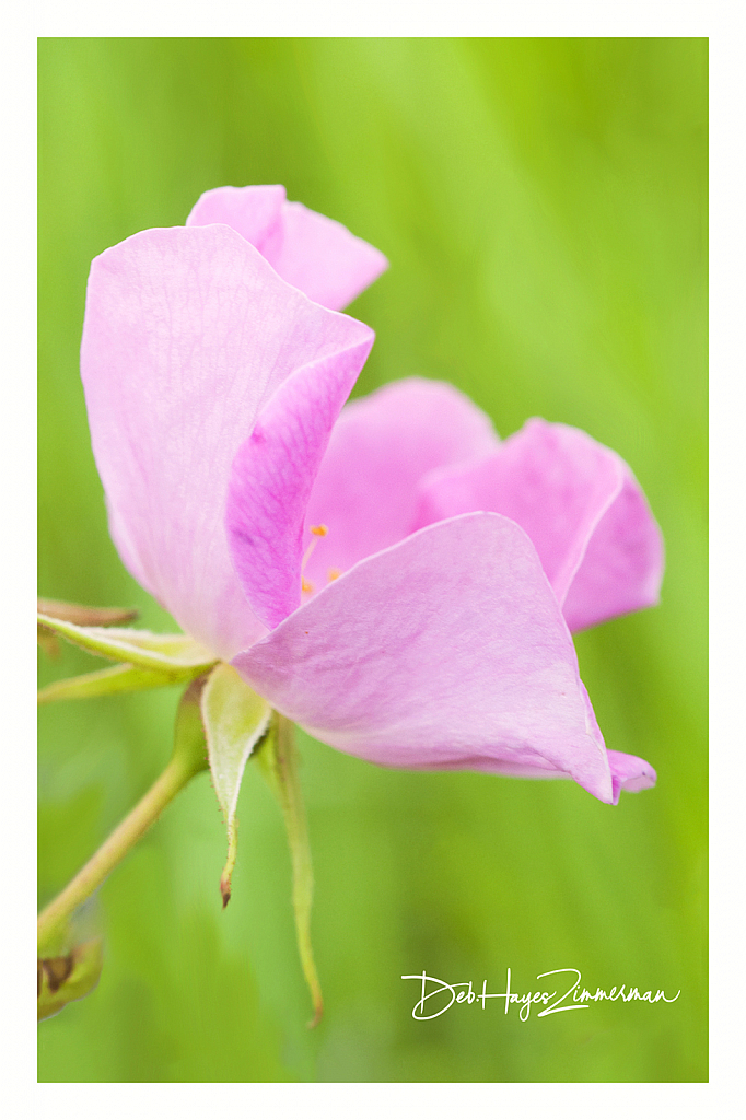 Wild Rose Simplicity - ID: 15883338 © Deb. Hayes Zimmerman