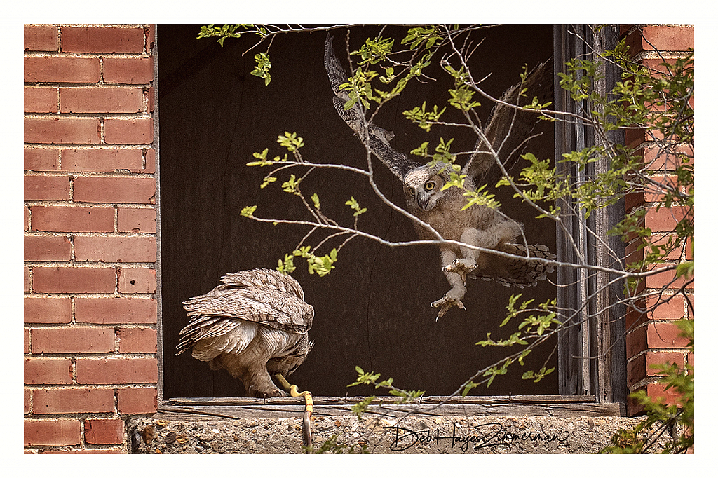 Woo Hoot It's Snake for Dinner - ID: 15883339 © Deb. Hayes Zimmerman