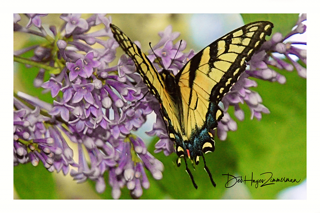 Yellow Swallowtail on the Lilacs - ID: 15883340 © Deb. Hayes Zimmerman