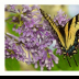Yellow Swallowtail on the Lilacs - ID: 15883340 © Deb. Hayes Zimmerman