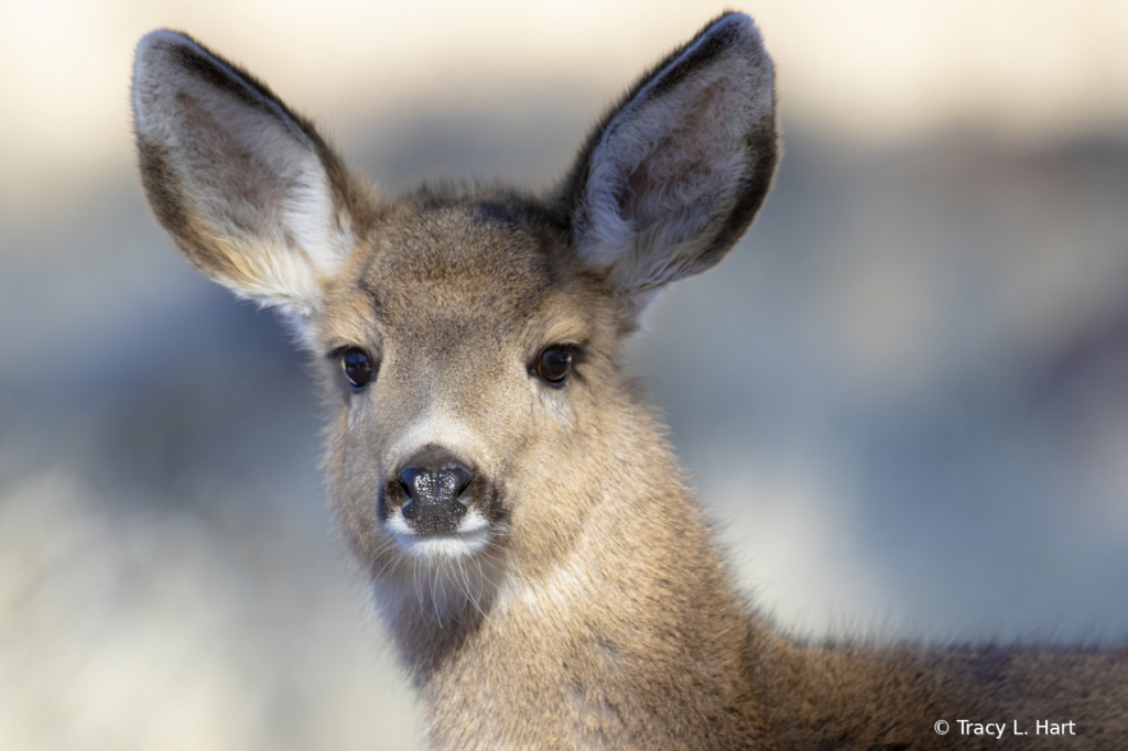 Mule Deer Fawn - ID: 15883444 © Tracy L. Hart