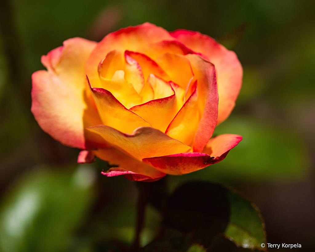 A Nice Rose - ID: 15883393 © Terry Korpela