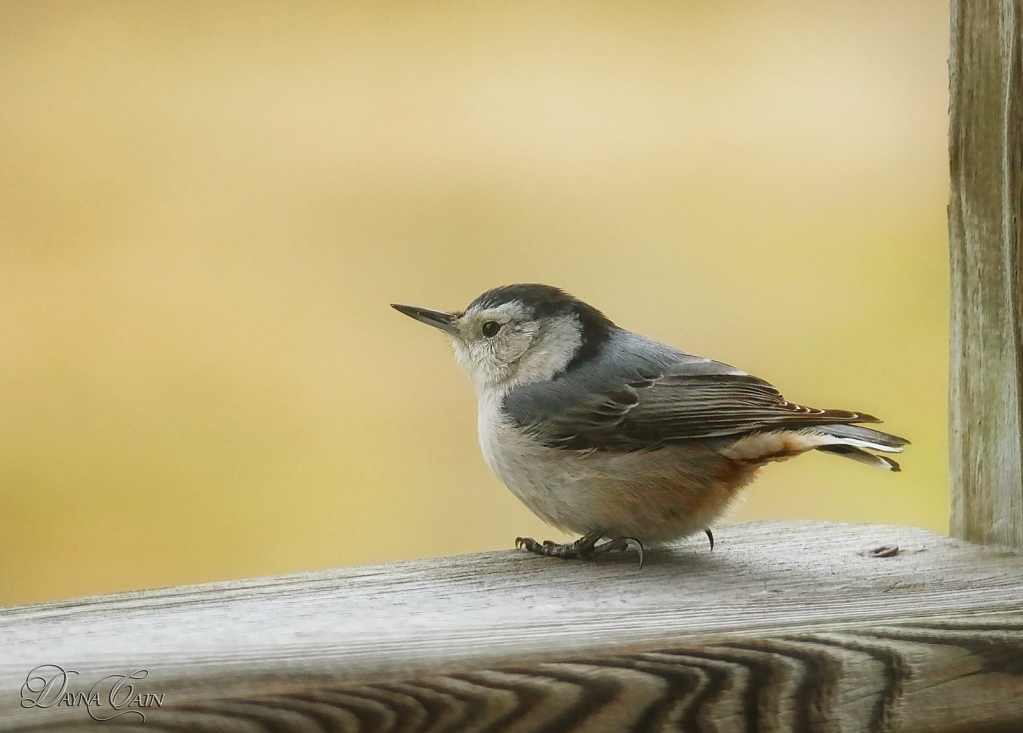 Little Visitor