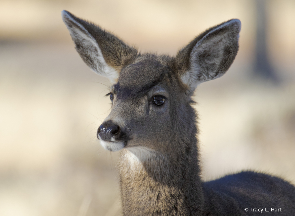 Studious Little Deer - ID: 15883586 © Tracy L. Hart
