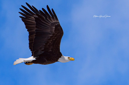 Our National Symbol - Majestic Eagle!
