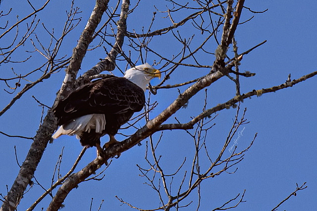 Our National Symbol - Majestic Eagle!