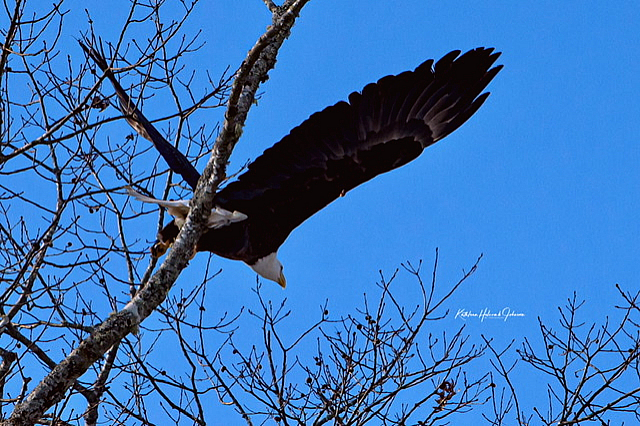 Our National Symbol - Majestic Eagle!