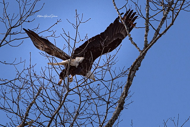 Our National Symbol - Majestic Eagle!