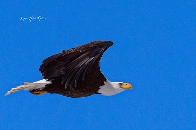 Our National Symbol - Majestic Eagle!