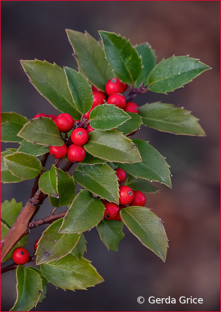 Berries Ripe, Berries Red