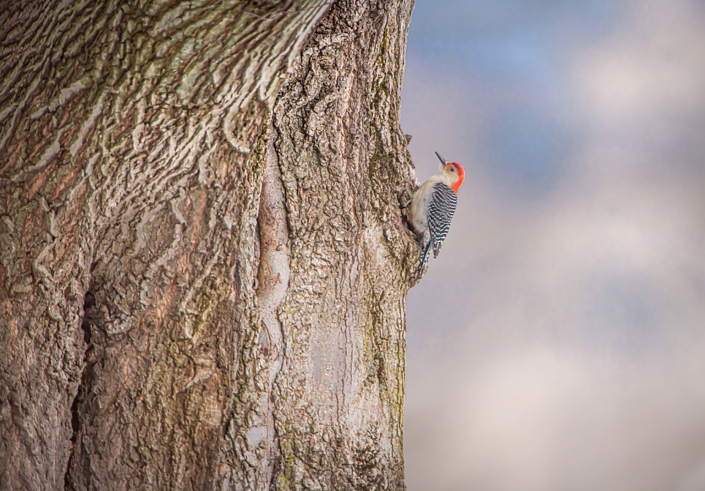 The Red Bellied Woodpecker