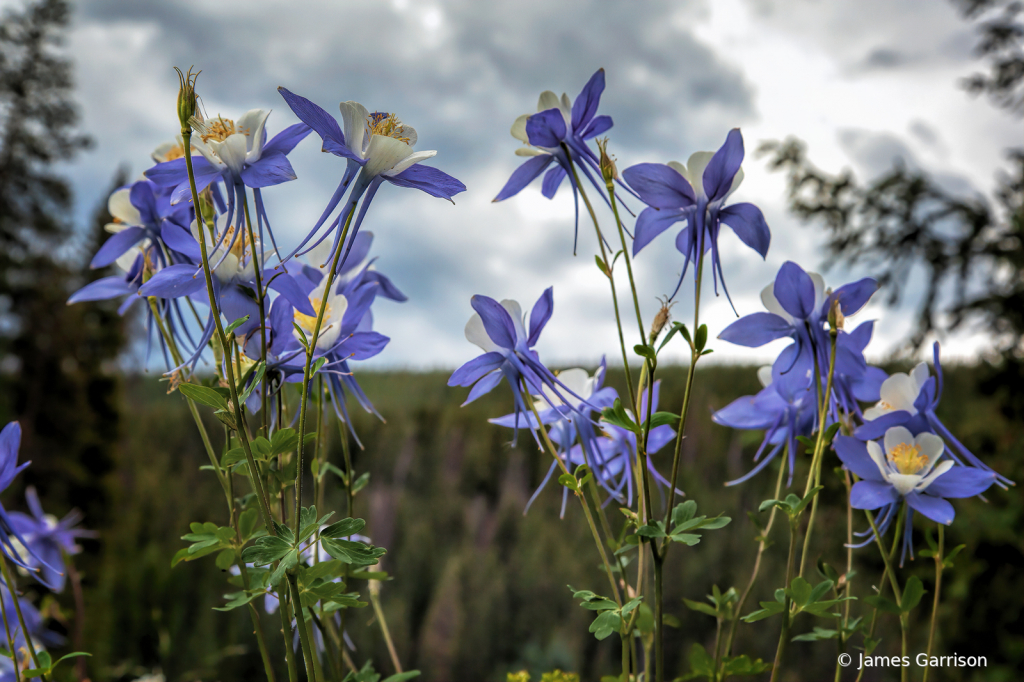 The Rocky Mountain Chorus 