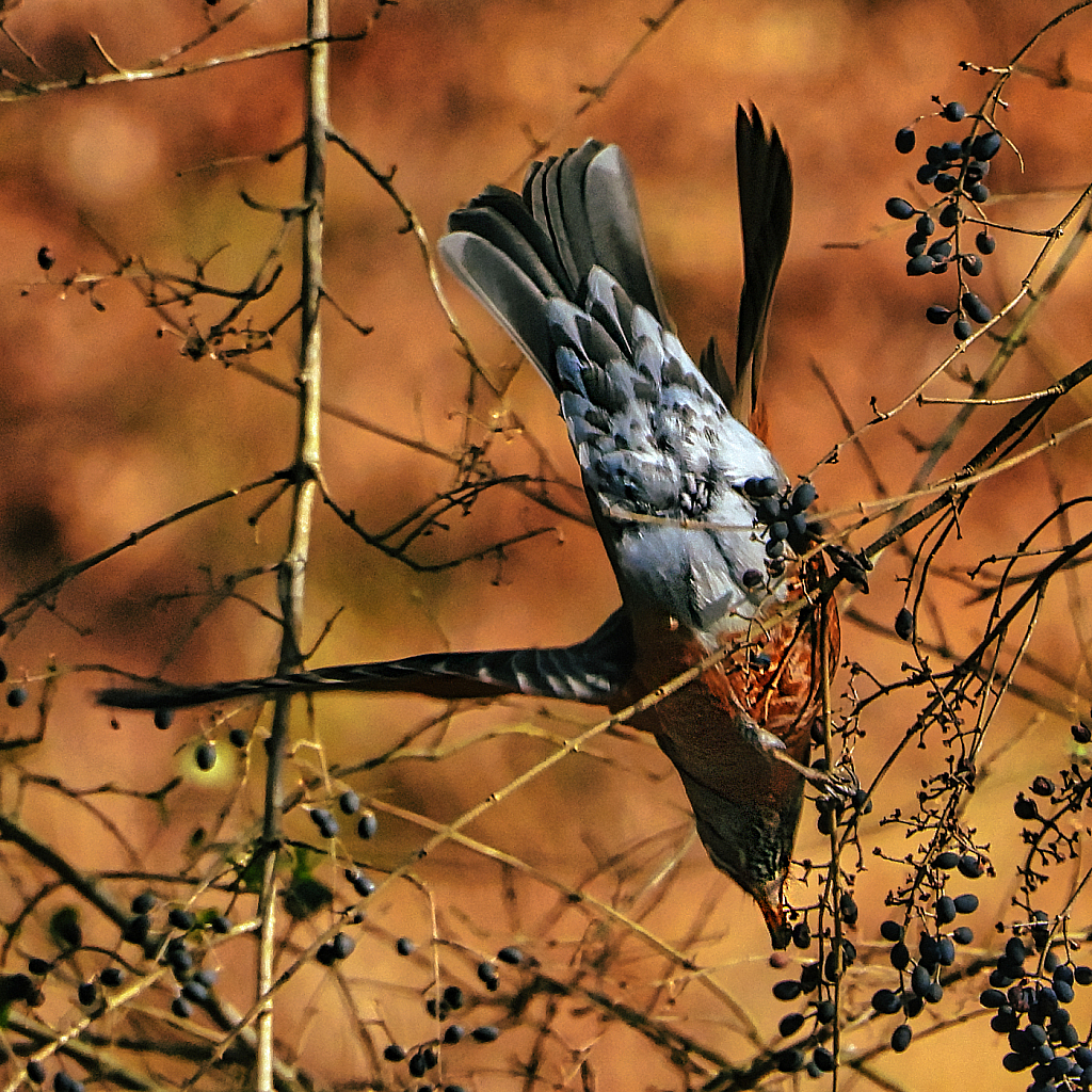 Robin Reaching - ID: 15883641 © Janet Criswell