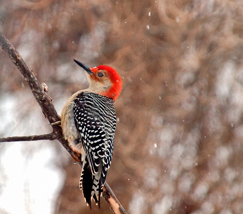 Snowy Woodpecker