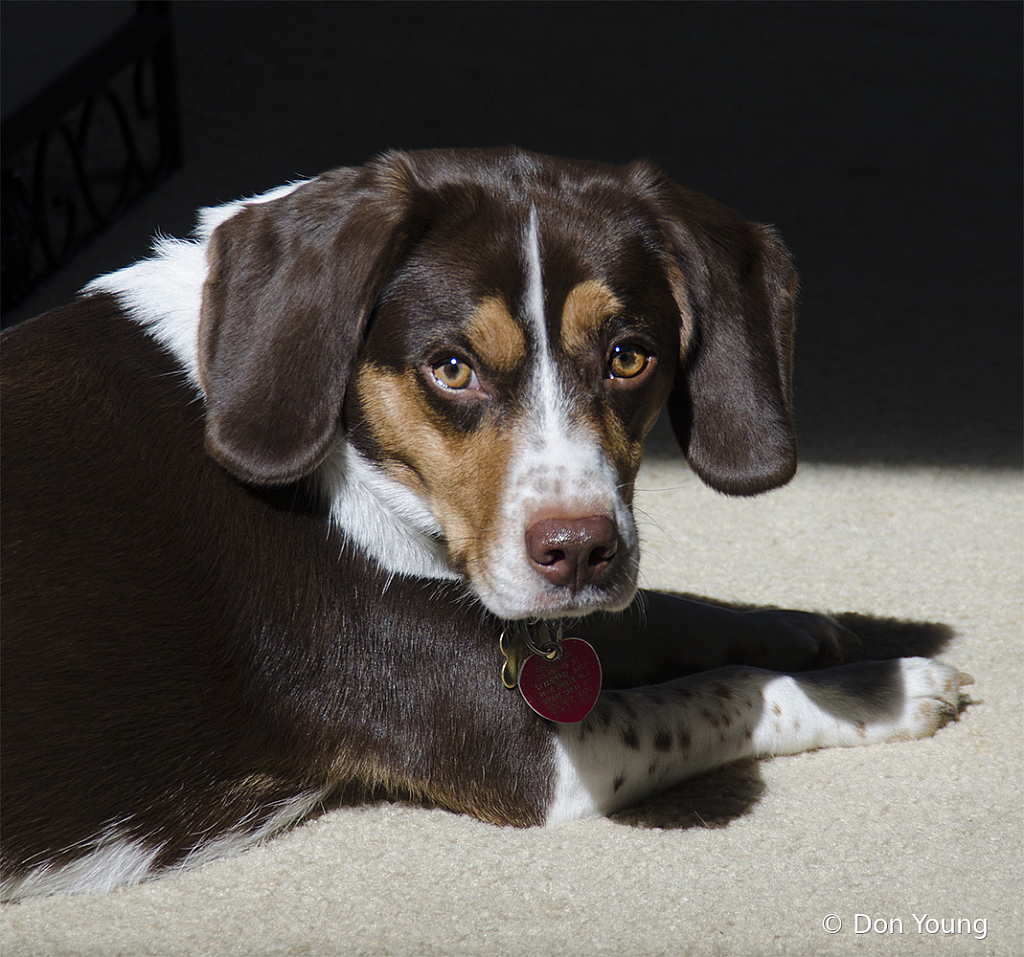 Riley Working On His Tan