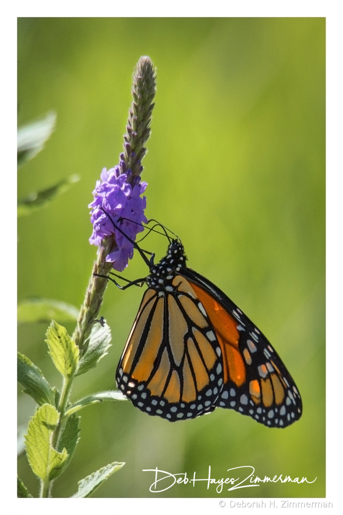Monarch Beauty - ID: 15883805 © Deb. Hayes Zimmerman