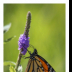 Monarch Beauty - ID: 15883805 © Deb. Hayes Zimmerman