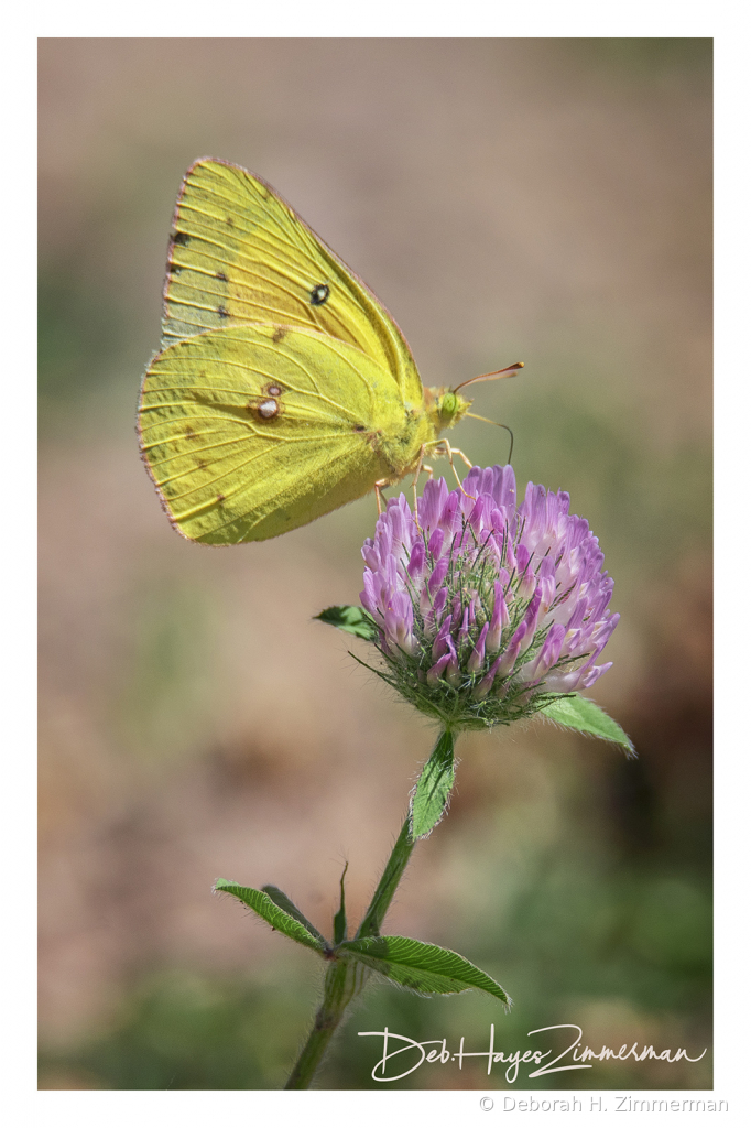 Sulfur Butterfly on Wild Clover