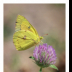 Sulfur Butterfly on Wild Clover - ID: 15883818 © Deb. Hayes Zimmerman