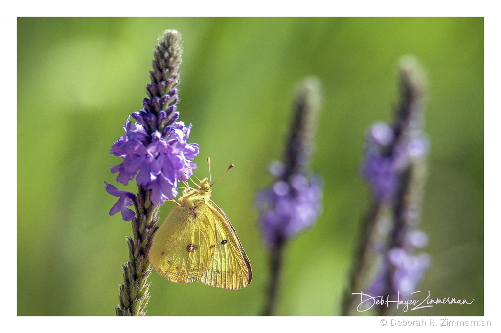 Sulfur Butterfly in the Wildflower Patch - ID: 15883819 © Deb. Hayes Zimmerman