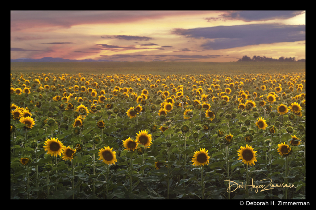 Sunflower Field at Sunset - ID: 15883823 © Deb. Hayes Zimmerman