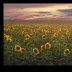 Sunflower Field at Sunset - ID: 15883823 © Deb. Hayes Zimmerman