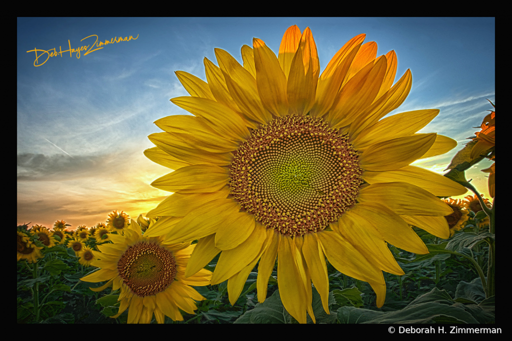 Sun's a Setting Sunflower - ID: 15883822 © Deb. Hayes Zimmerman