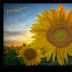 Sun's a Setting Sunflower - ID: 15883822 © Deb. Hayes Zimmerman