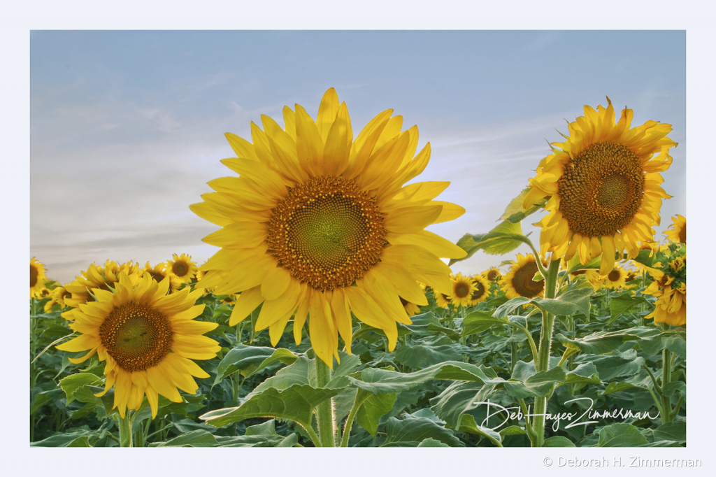 Sunflowers Near Bear Butte - ID: 15883824 © Deb. Hayes Zimmerman