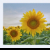 Sunflowers Near Bear Butte - ID: 15883824 © Deb. Hayes Zimmerman