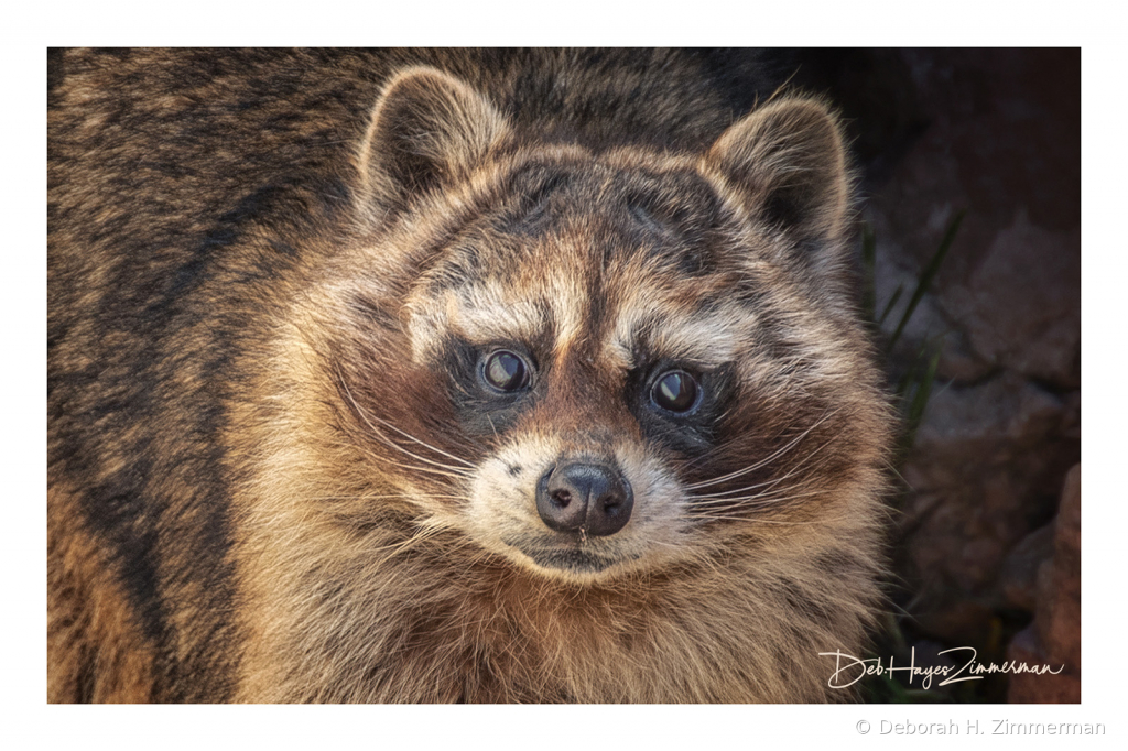 Surprised Racoon - ID: 15883826 © Deb. Hayes Zimmerman