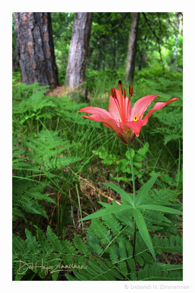 Wild Wood Lily of the Woods - ID: 15883833 © Deb. Hayes Zimmerman