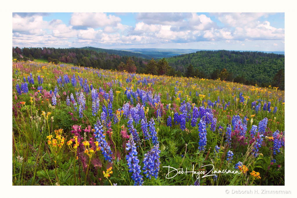 Cement Ridge- Spring Wildflower Heaven - ID: 15883834 © Deb. Hayes Zimmerman