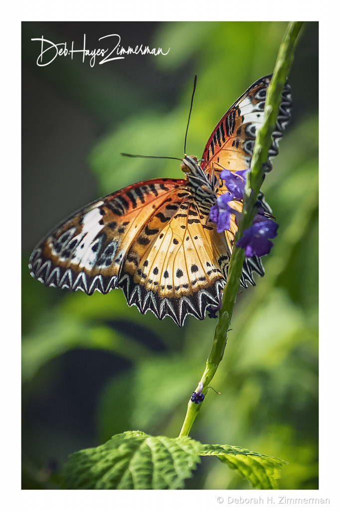 Fritallary Butterfly - ID: 15883841 © Deb. Hayes Zimmerman