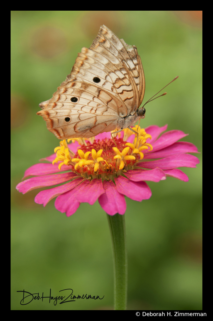 Pink Perch Butterfly - ID: 15883842 © Deb. Hayes Zimmerman