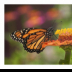 Monarch in the Brookside Gardens - ID: 15883843 © Deb. Hayes Zimmerman