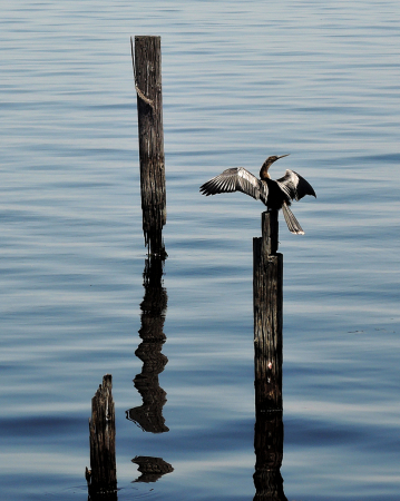 Sunning Anhinga