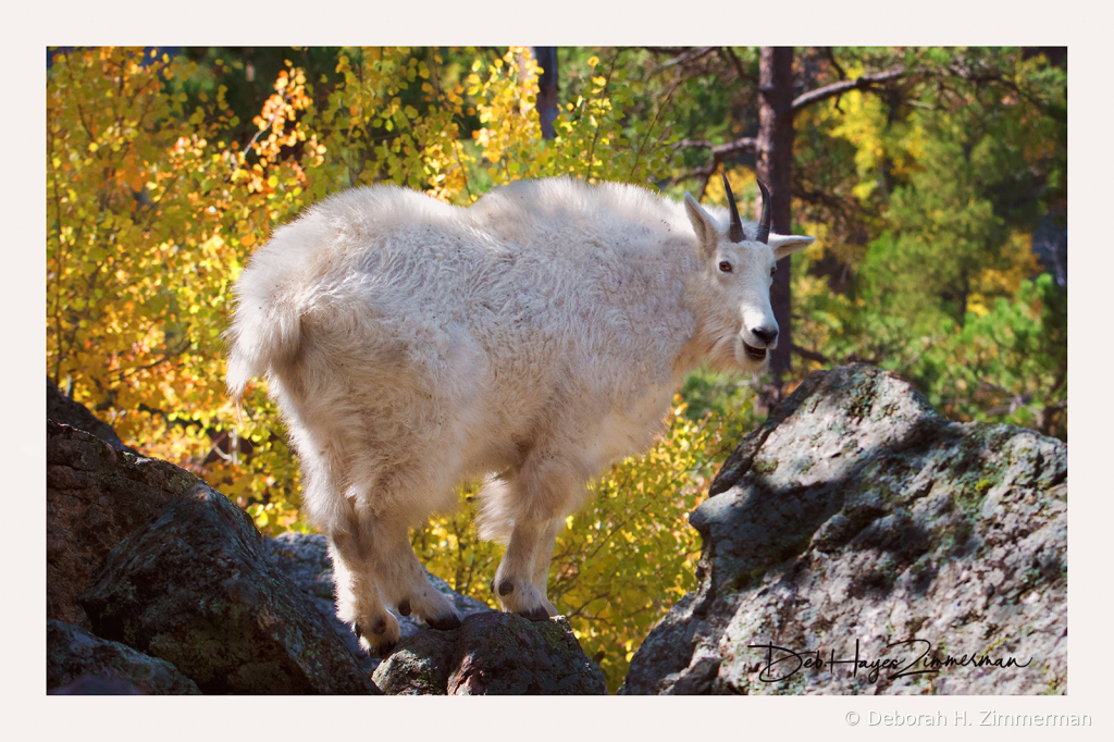 Happy Hippy Hole Mt. Goat - ID: 15883845 © Deb. Hayes Zimmerman