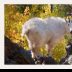 © Deborah H. Zimmerman PhotoID# 15883845: Happy Hippy Hole Mt. Goat