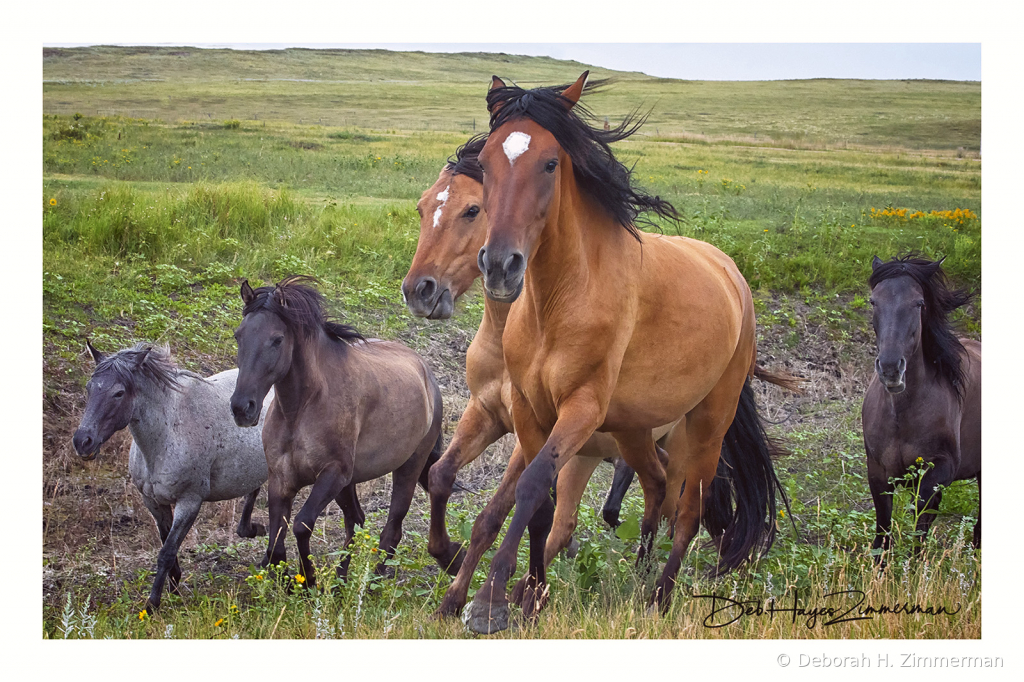 Born to Run-Spanish Mustang Blood - ID: 15883850 © Deb. Hayes Zimmerman