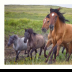 Born to Run-Spanish Mustang Blood - ID: 15883850 © Deb. Hayes Zimmerman