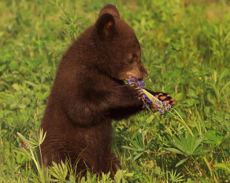 Baby Bear Tasting Lupine