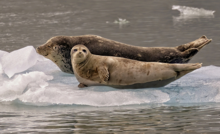 Harbor Seal and Pup    