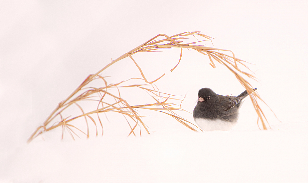 Little Junko in the Snow