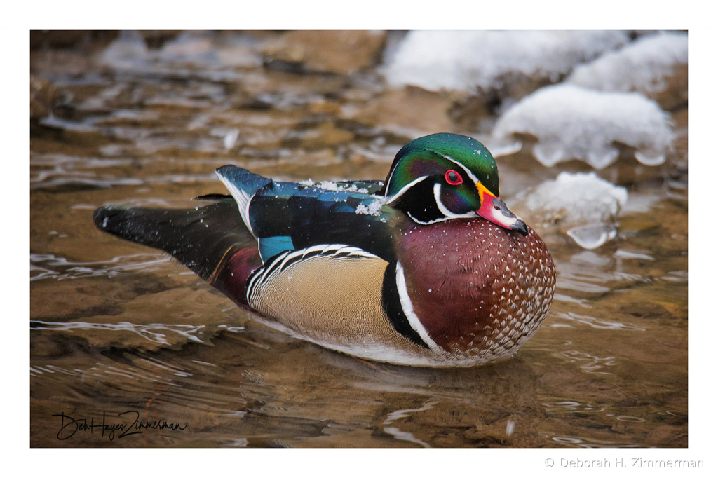 Male Wood Duck on an Icy Spearfish Creek - ID: 15884029 © Deb. Hayes Zimmerman